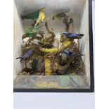 Taxidermy: various song birds perched on a branch, cased, 32 cm wide