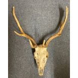 A stag skull and antlers, 51 cm wide