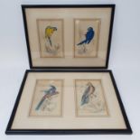 A pair of prints of parrots, various other prints, and two chamber pots (box)