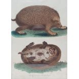 The Common Hedgehog, a 19th century print, 23 x 17 cm, a 19th century print of pigs, 19 x 25 cm, and