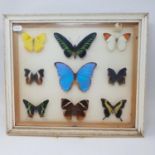Taxidermy: various mounted butterflies, in six frames (6)