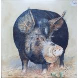 E. P. Kendall, study of a pig, watercolour, signed, 30 x 30 cm