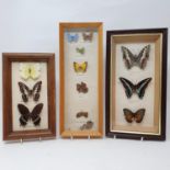 Taxidermy: various mounted butterflies (box)