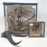 Taxidermy: a Paradise Tanager, in glass case, 15 x 16 cm, five birds, in glass case, with damages,