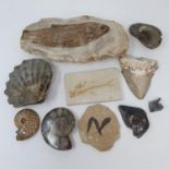 A fossilised fish, a megalodon tooth, and various other fossils (box)