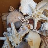 A conch shell, and various other shells (box)