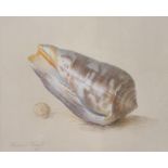 Edward Hurst, study of a shell, pastel, signed and dated '65, 17 x 20 cm