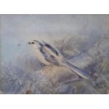 English school, early 20th century, study of a bird catching a fly, watercolour, initialed MB, and