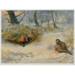 Archibald Thorburn, pheasants, print, signed in pencil, 44 x 54 cm