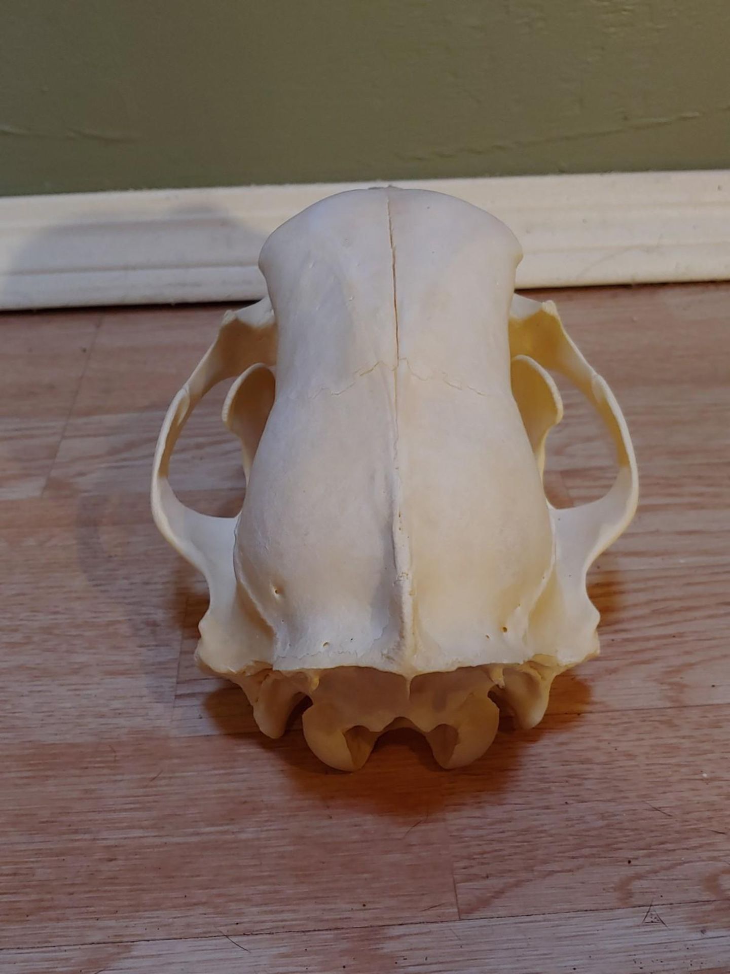 Black Bear Skull Taxidermy - Image 4 of 5