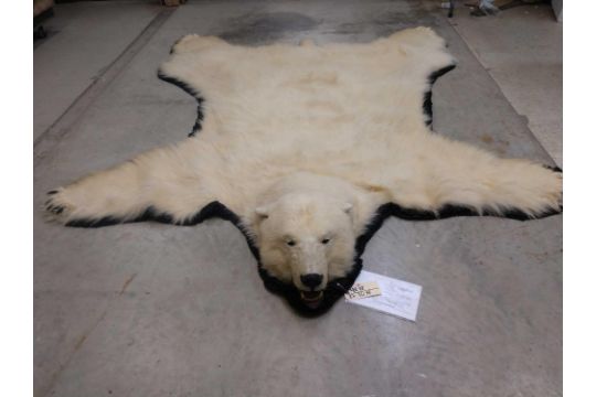 Fantastic Polar Bear Rug Taxidermy 48, How Much Is A Real Polar Bear Rug With Head