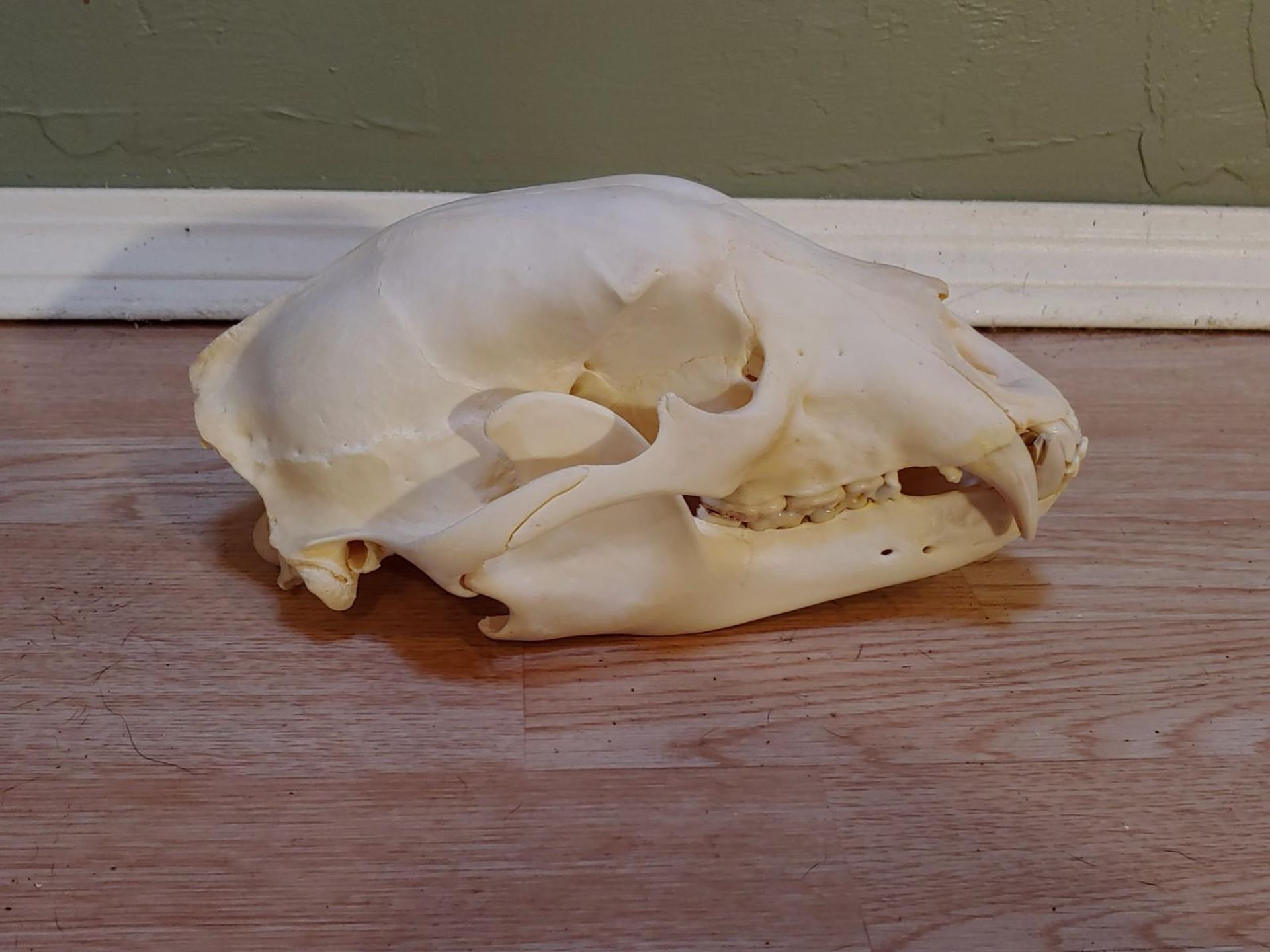 Black Bear Skull Taxidermy - Image 3 of 5