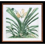 David Shaw - Flowers - coloured engraving, signed with dedication in pencil to the margin,