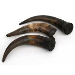 Taxidermy. Three cow horns with steel wall brackets (3).