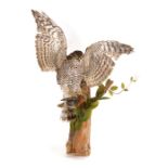 Taxidermy. A study of a sparrow hawk taking a robin on a log, overall 56cms (22ins) high.