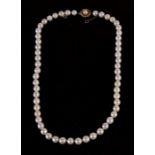 A pearl necklace with 14ct gold clasp, 50cms (19.75ins) long.