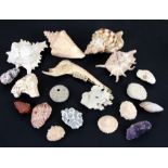 A quantity of sea shells and corals.