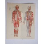 Philips' Popular Manikin or Model of the Human Body - Edited by W S Furneaux, published by George