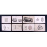 Eight small watercolour, pen & ink studies on card of fossils, trilobite and tortoise head, signed