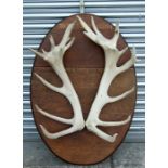 A large pair of antler mounted on an oval oak plaque, overall 112cms (44ins) high.