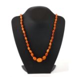 A graduated butterscotch amber bead necklace, weight 33g.