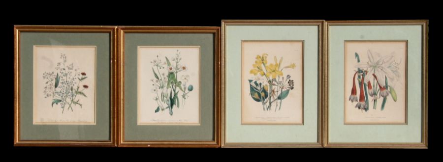 A set of four 19th century botanical prints, published by Day & Haghe, Lithographers to the Queen,