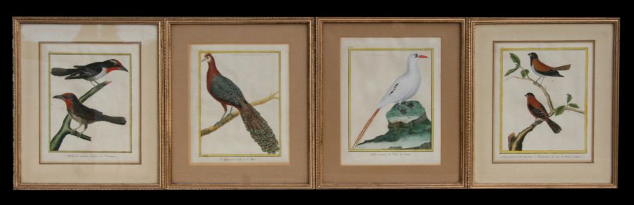 A set of four French late 18th / early 19th century hand coloured ornithological engravings