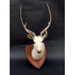 Taxidermy. A Samba deer head mounted on an oak shield by Van Ingen of Mysore.