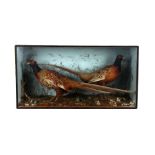 Taxidermy. A cased study of two cock pheasants in a naturalistic setting, 84cms wide.