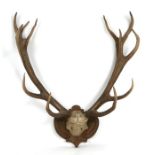 Taxidermy. A pair of 13-point stag antlers mounted on an oak shield, the widest point 76cms.