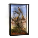 Taxidermy. A cased study of two pairs of Yellowhammers in a naturalistic setting, 32cms wide.