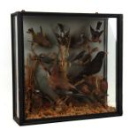 Taxidermy. A cased study of British birds to include a Jay, a Blackbird, a Bullfinch and a