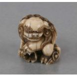 A 19th century Chinese ivory carving in the form of a temple lion, 3cms high.