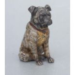 A Franz Bergman style cold painted bronze figure of a seated bulldog, 8cms long.
