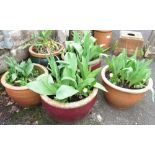 5 GLAZED PLANTERS INCLUDING TULIPS