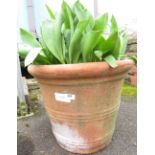 LARGE TERRACOTTA PLANTER INCLUDING TULIPS