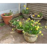 VIEWING/COLLECTION FOR THIS LOT IS AT ACCESS HOUSE, 157 THE BUTTS, FROME, BA11 4AQ VARIOUS PLANTERS,