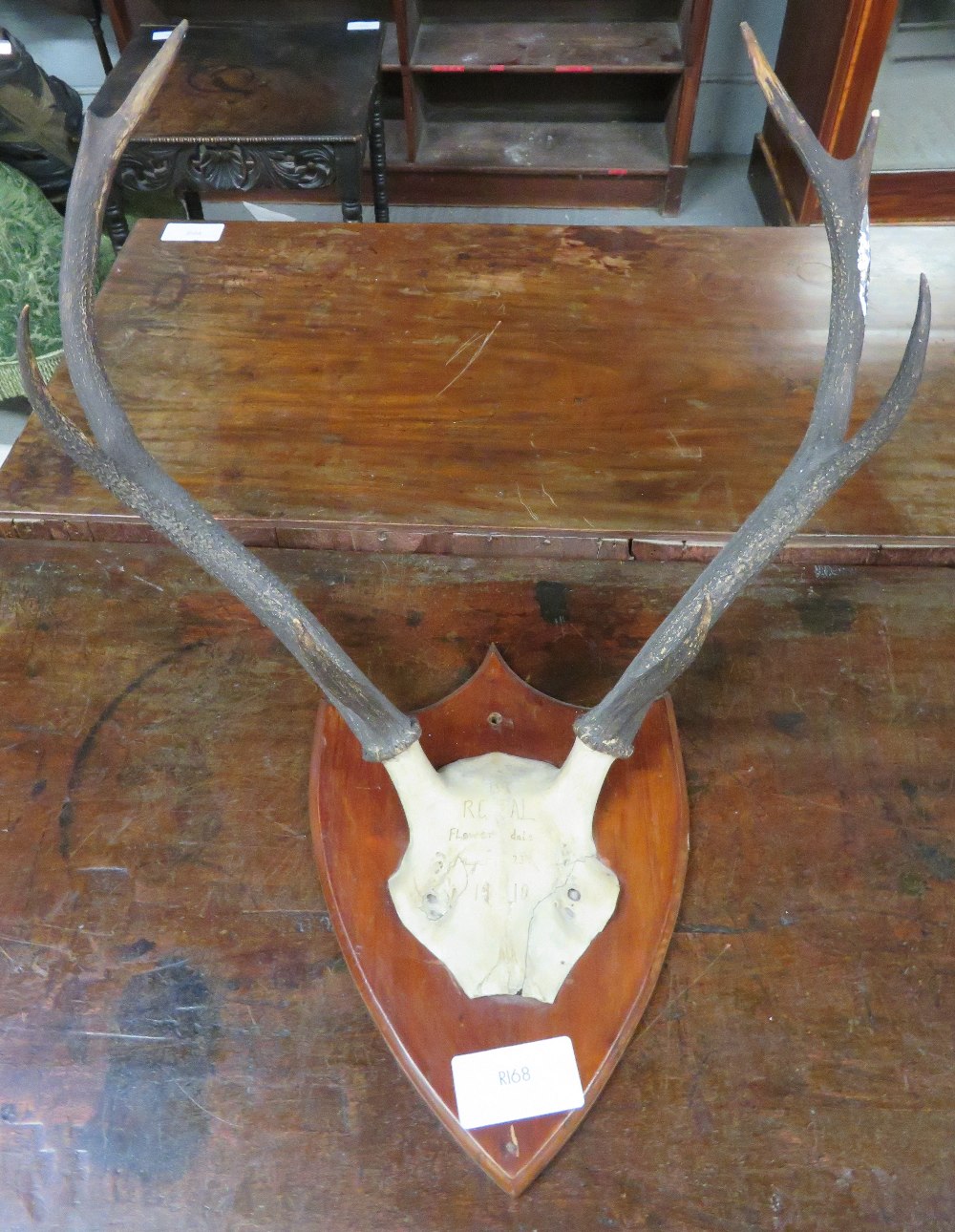 Taxidermy - A set of deer antlers on a mahogany shield