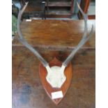 Taxidermy - A set of deer antlers on a mahogany shield