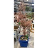Potted Acer tree. Viewing/collection at West Wood