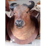 Taxidermy - a Buffalo head mounted on a large circ