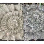 Pair of repro ammonite fossil items