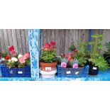 Quantity of geraniums, pinks, lupins & begonias