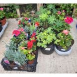 Quantity of geraniums, pinks, lupins & begonias