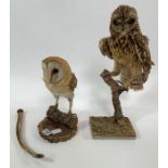 Taxidermy - a barn owl on small log and round port