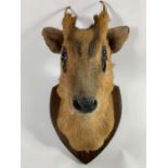 Taxidermy - a Chinese or Korean muntjac on a st