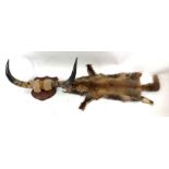 Taxidermy - a pair of cow horns mounted on a stain