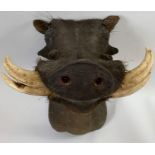 A 20th century taxidermy of a warthog