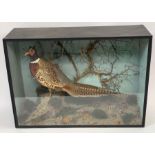 Taxidermy - a 20th century cased male pheasant sta