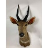 Taxidermy - a bush buck with black twisted horns